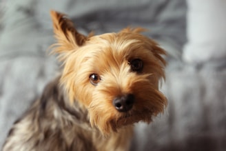 a dog looking at the camera