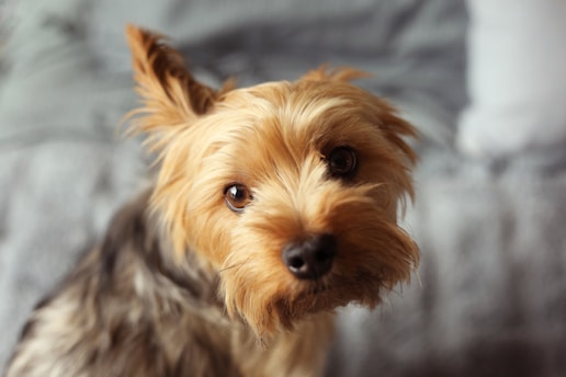 a dog looking at the camera