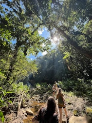 Adventurers hiking through lush green forest trails filled with morning light.