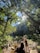A group of people are hiking along a rocky path in a lush forest with abundant greenery. Sunlight filters through the dense canopy, creating dappled patterns on the ground. The scene exudes a sense of adventure and exploration as the individuals traverse the natural landscape.