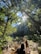 A group of people are hiking along a rocky path in a lush forest with abundant greenery. Sunlight filters through the dense canopy, creating dappled patterns on the ground. The scene exudes a sense of adventure and exploration as the individuals traverse the natural landscape.