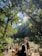 A group of people are hiking along a rocky path in a lush forest with abundant greenery. Sunlight filters through the dense canopy, creating dappled patterns on the ground. The scene exudes a sense of adventure and exploration as the individuals traverse the natural landscape.