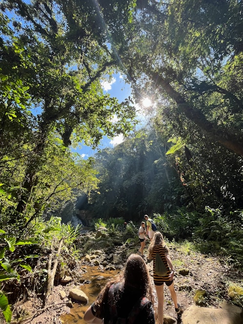 A group of hikers trekking along a sunlit forest trail surrounded by vibrant greenery in Selangor.