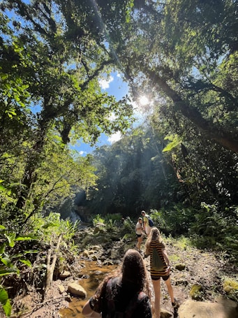 A group of people are hiking along a rocky path in a lush forest with abundant greenery. Sunlight filters through the dense canopy, creating dappled patterns on the ground. The scene exudes a sense of adventure and exploration as the individuals traverse the natural landscape.