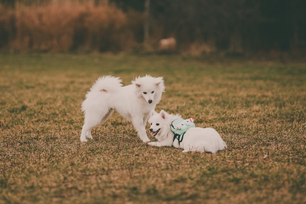 a group of dogs playing in a field