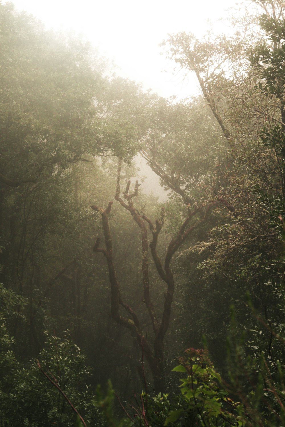 a group of trees with a large amount of branches