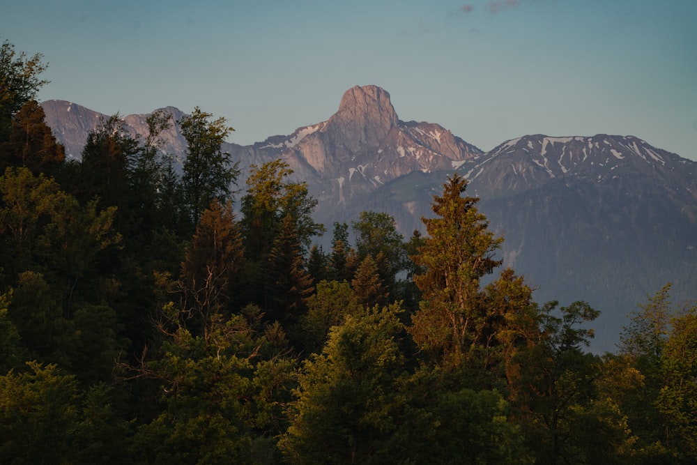 a forest of trees with mountains in the background