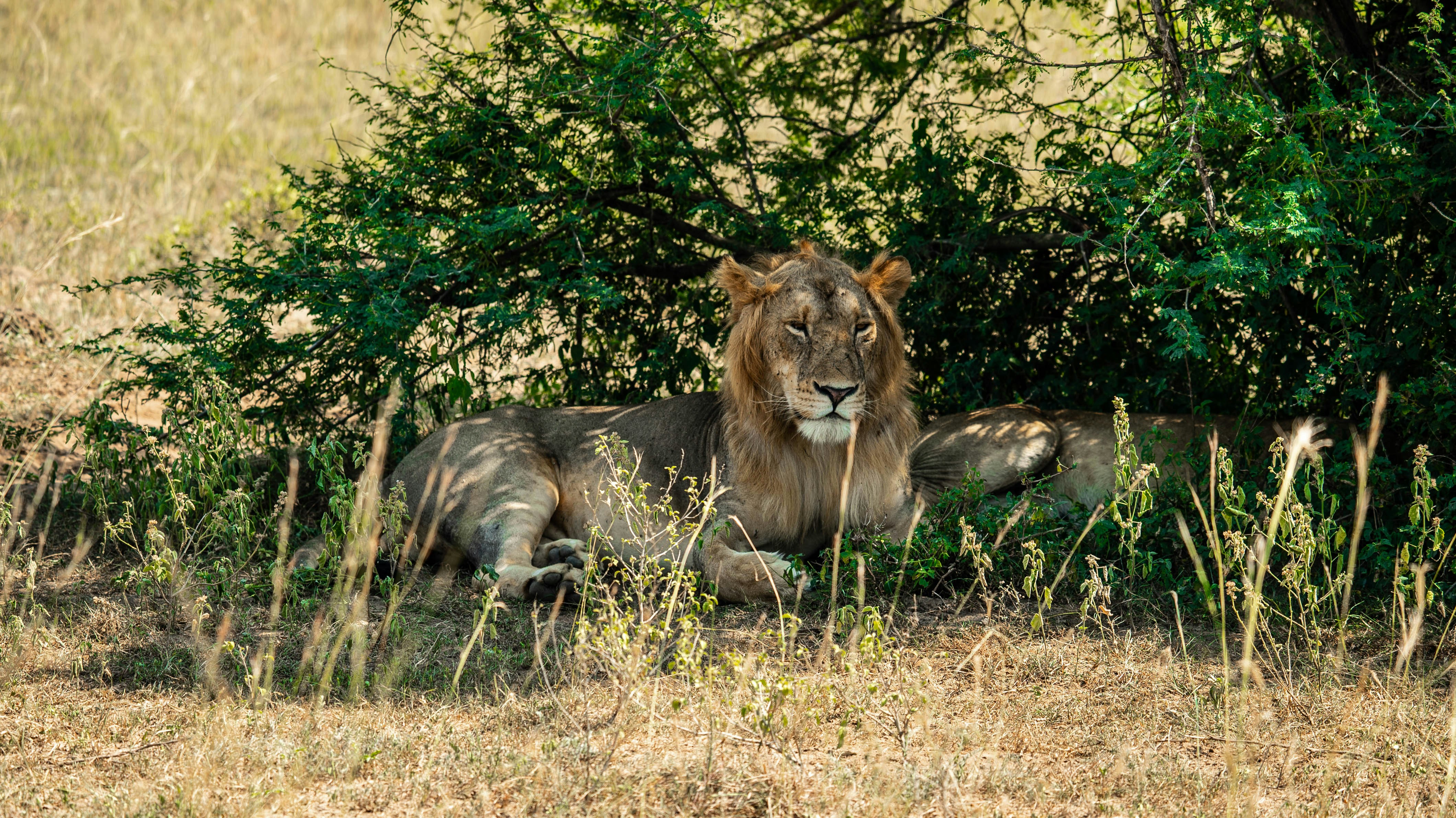 a lion lying down in the grass, A pair of lions rest in the shade.