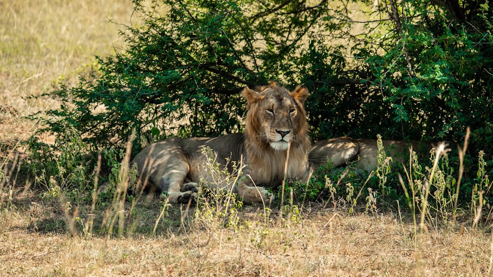 a lion lying down in the grass