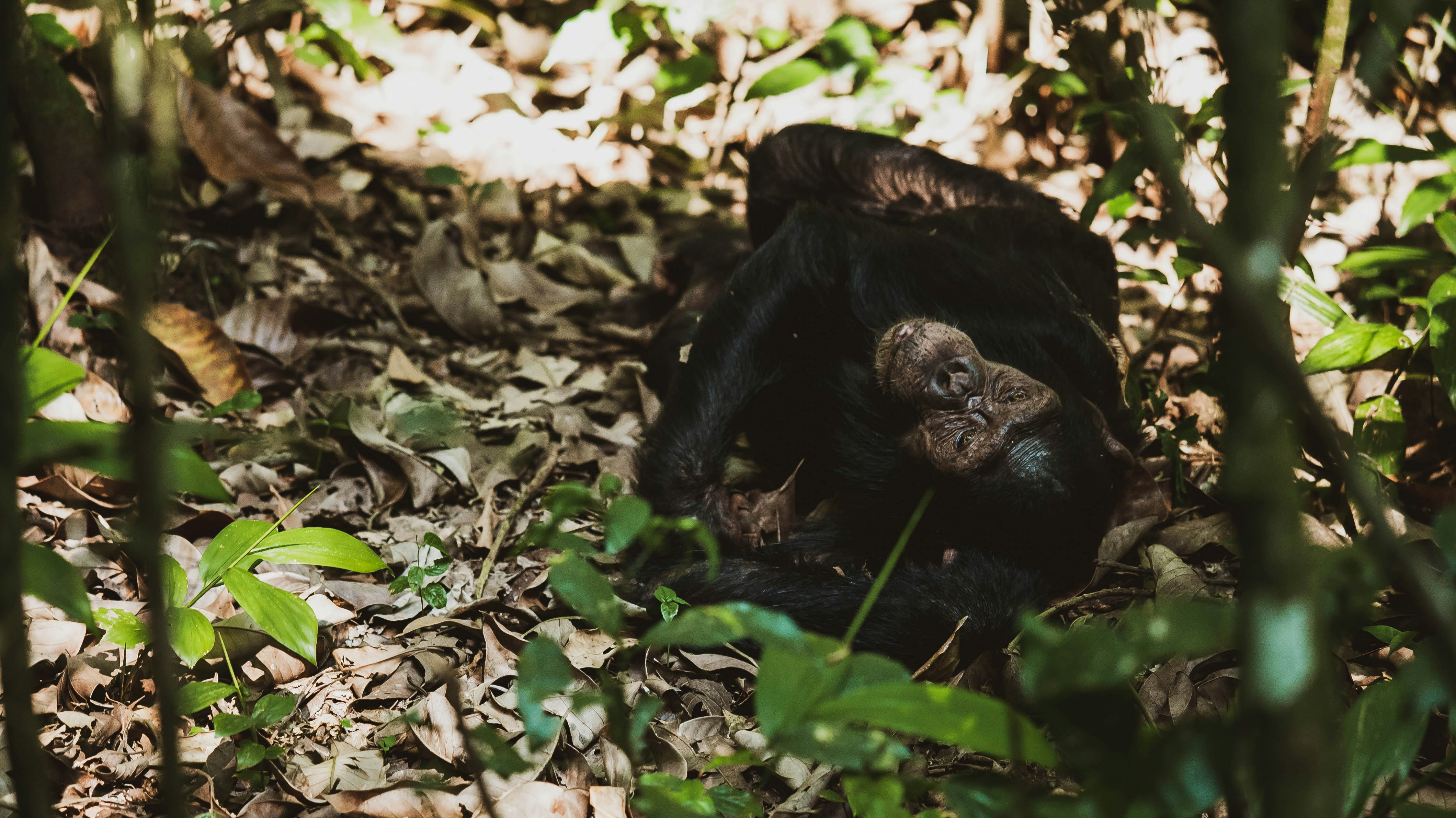 Chimpanzees at War - The Stack Stories 2026