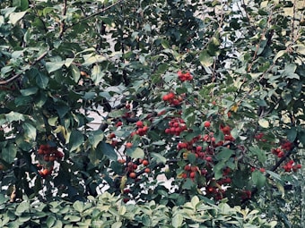 A lush tree filled with vibrant red fruits, surrounded by dense green foliage. The branches are laden with clusters of these small, round fruits, creating a striking contrast against the dark green leaves. The scene is dense with interwoven leaves and fruit, showcasing the abundance of nature.