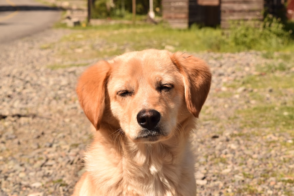 a dog sitting on a gravel road