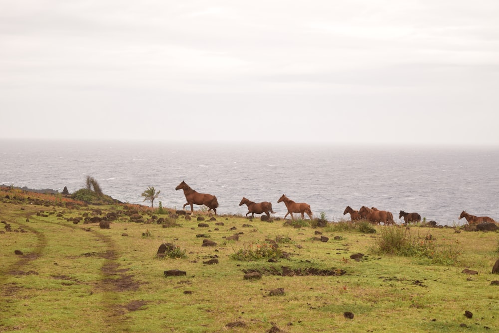 a group of horses on a grassy hill by the water