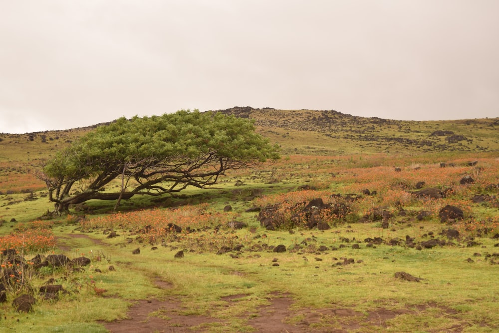 a tree in a field