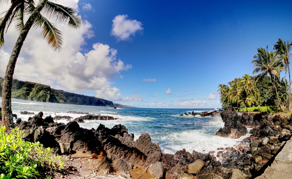 a rocky beach with trees and water