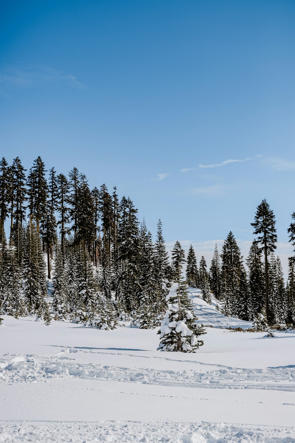 a snowy landscape with trees