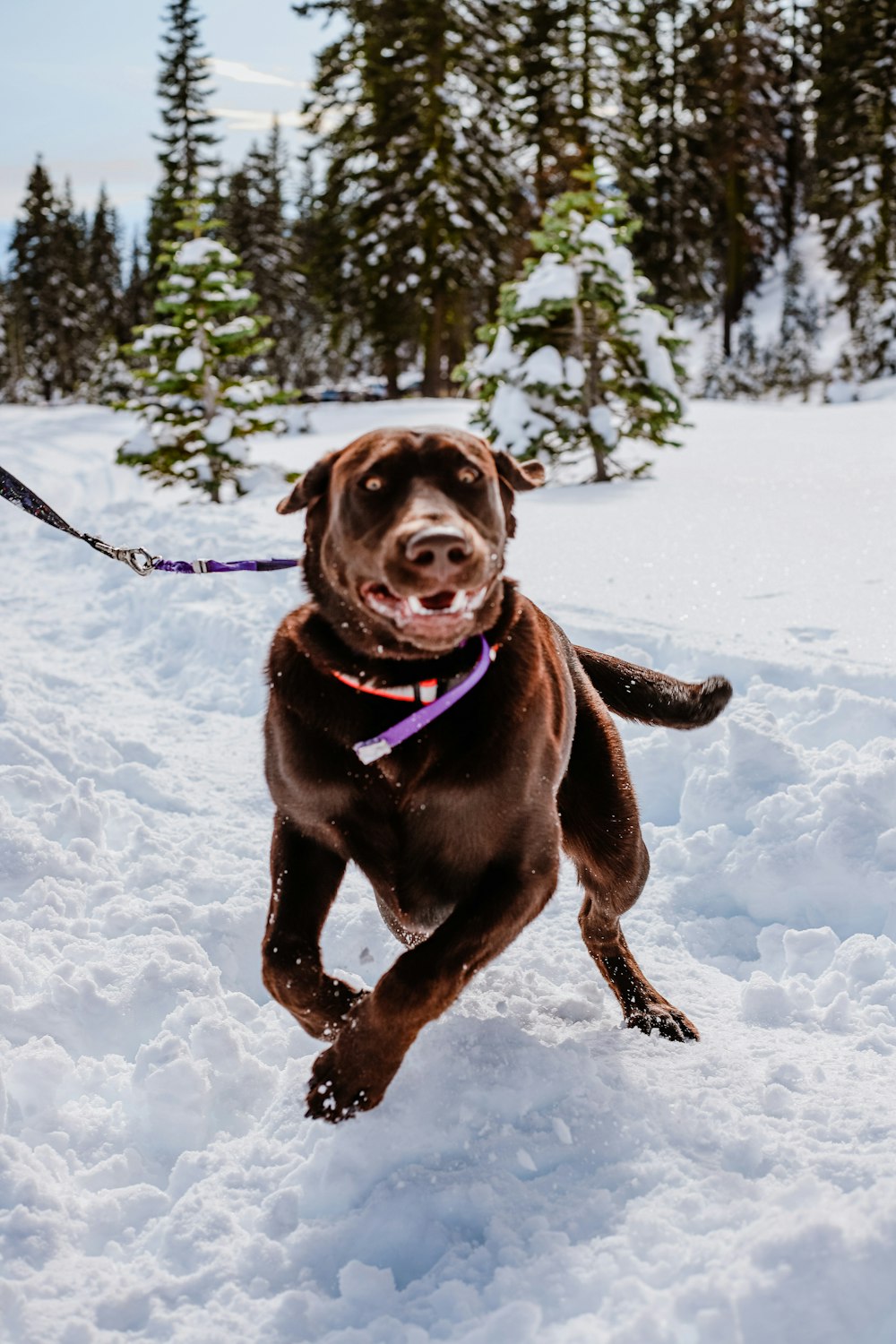 a dog on a leash running in the snow