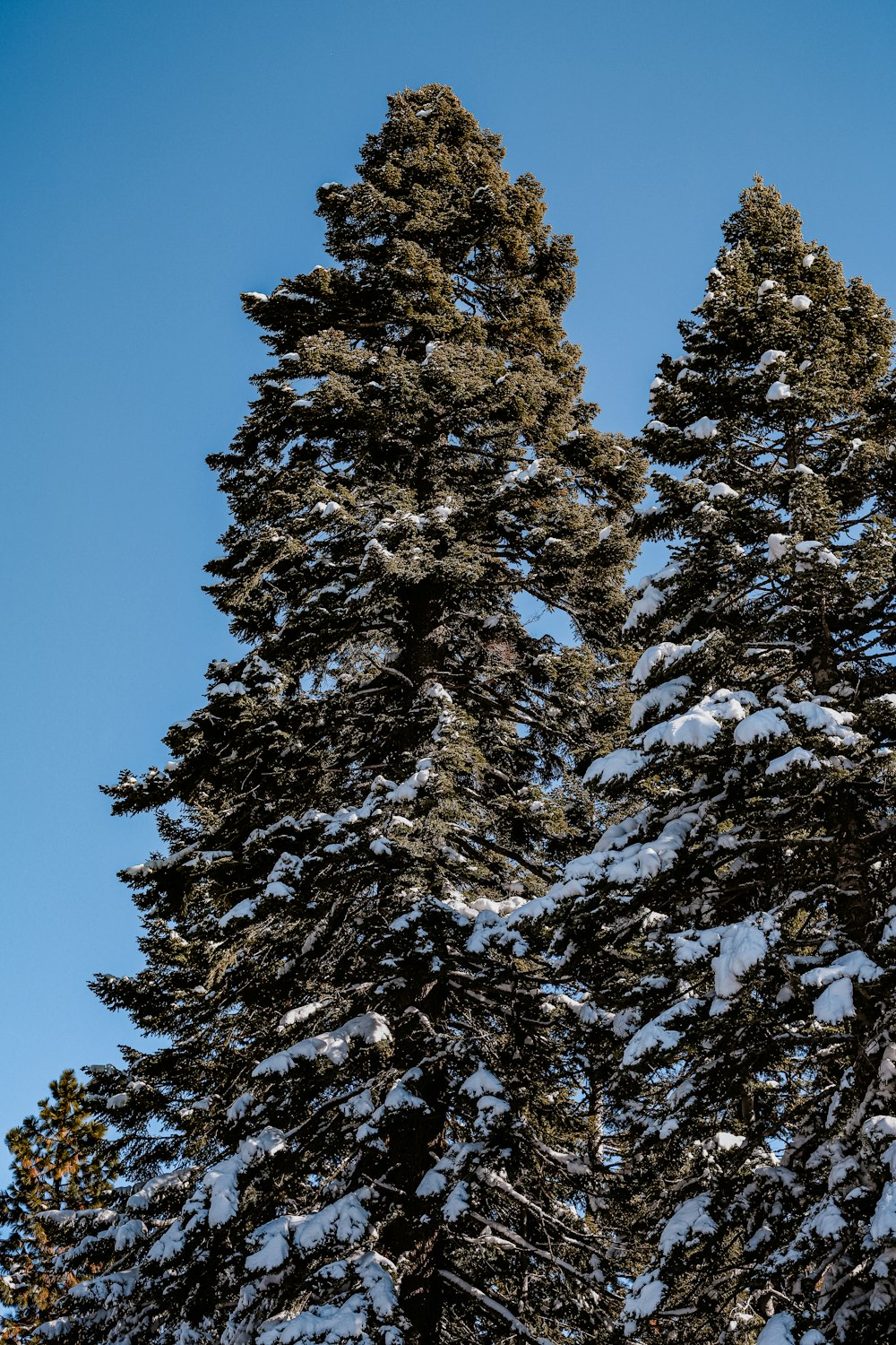 a couple of trees covered in snow