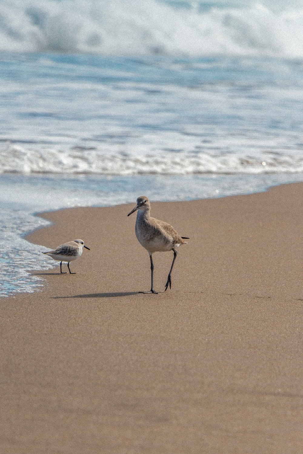 birds walking on the beach