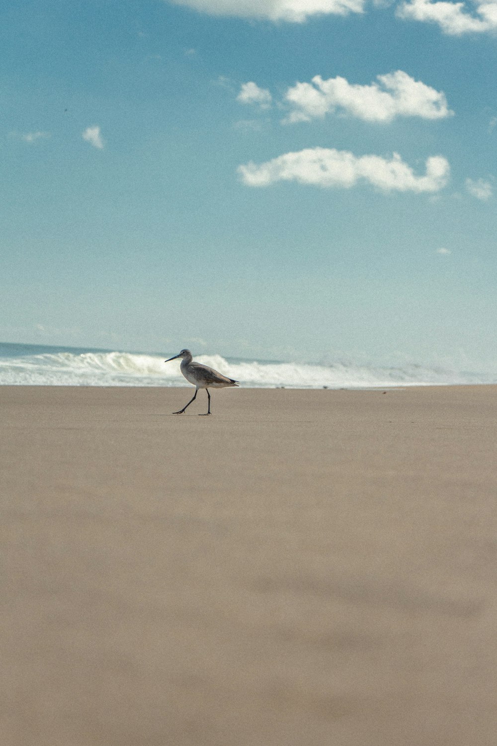 a bird walking on a beach