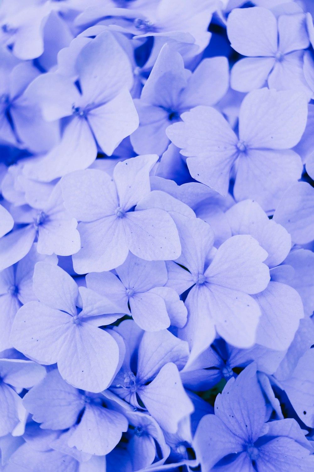 a group of white flowers