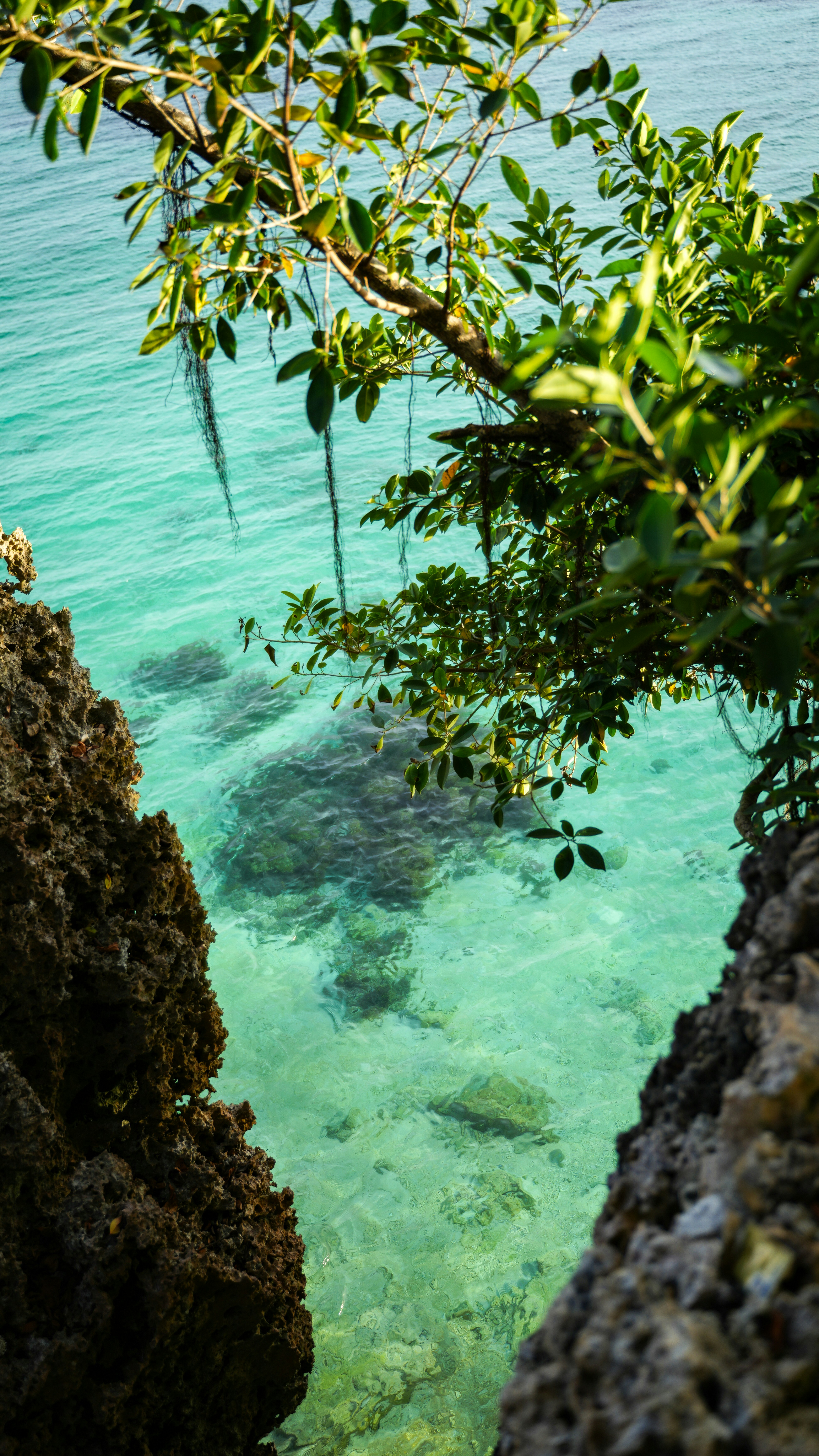 a tree next to a body of water