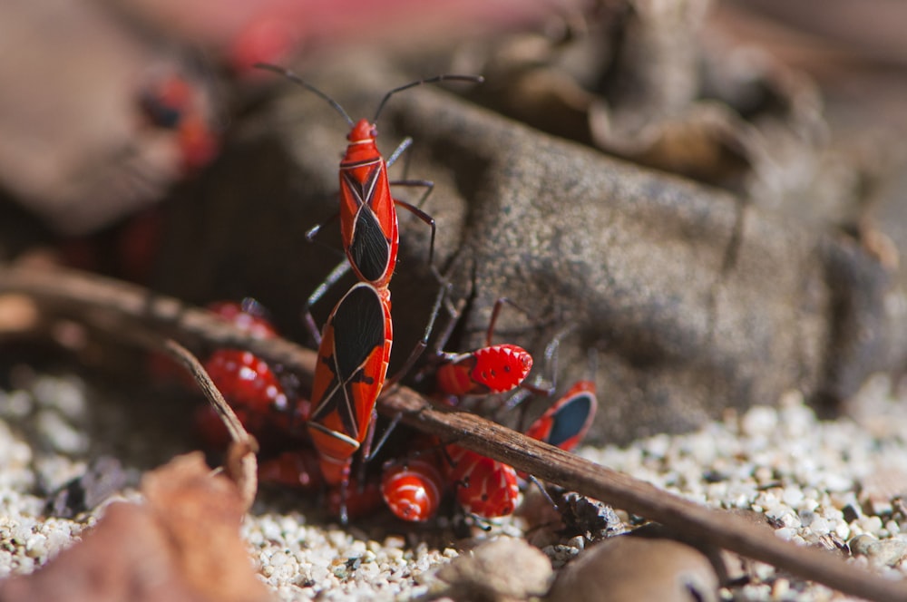 a red and black insect