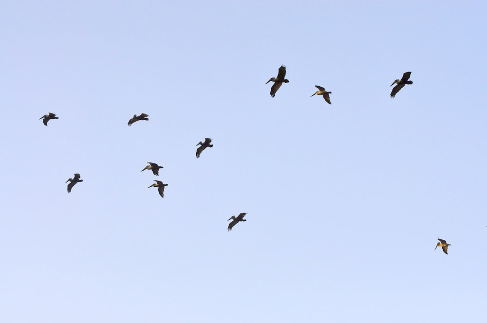Una bandada de pájaros volando en el cielo