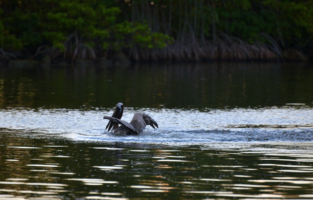 a duck swimming in a lake