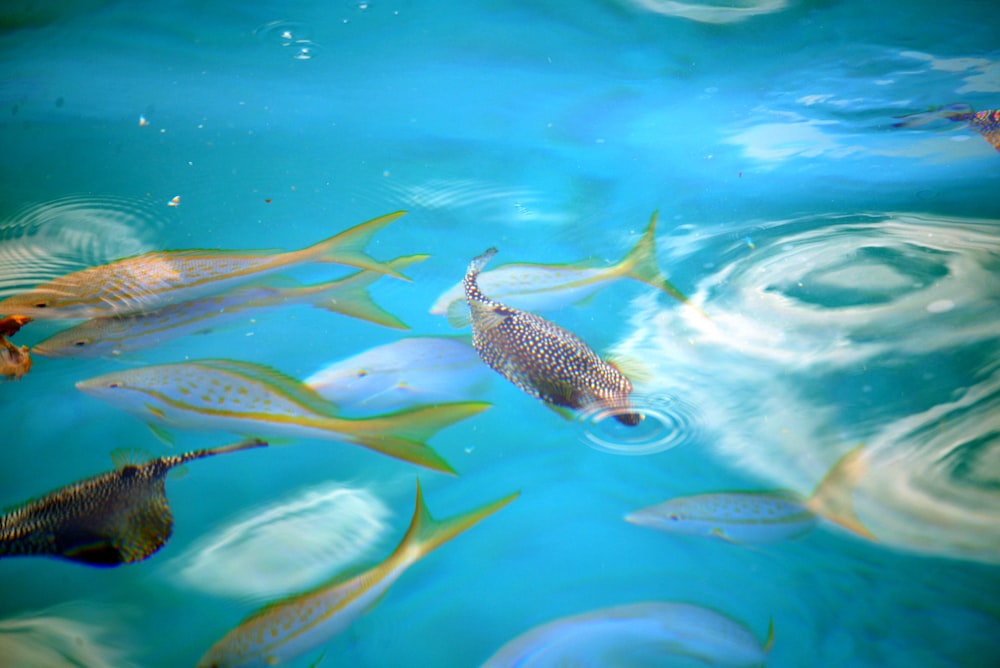 a group of fish swimming in the water