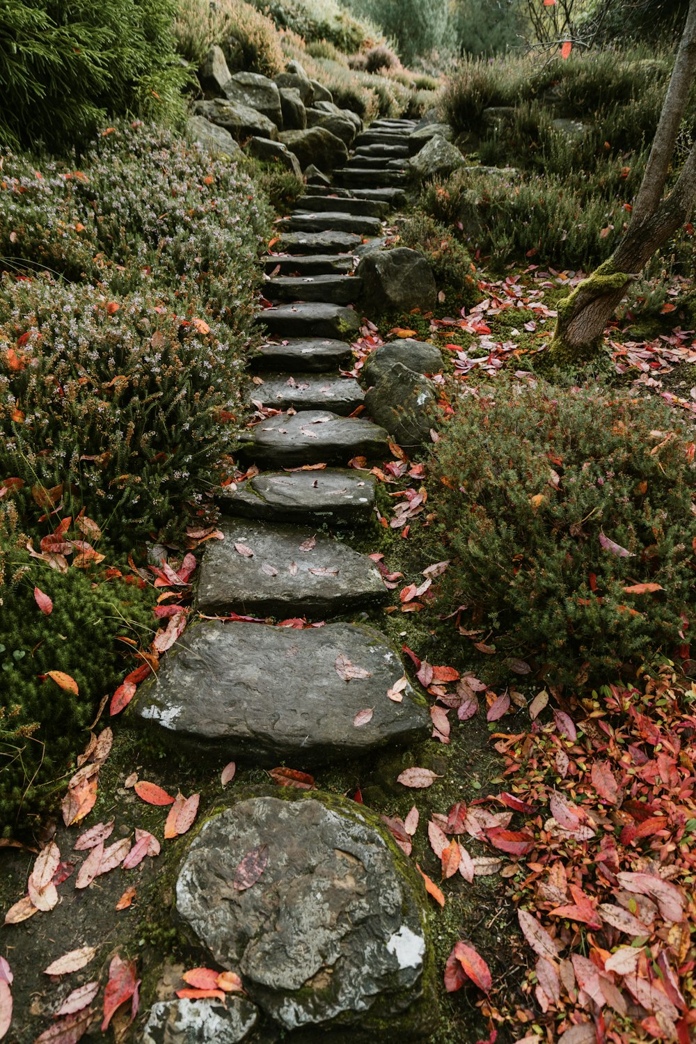 a stone staircase in a forest
