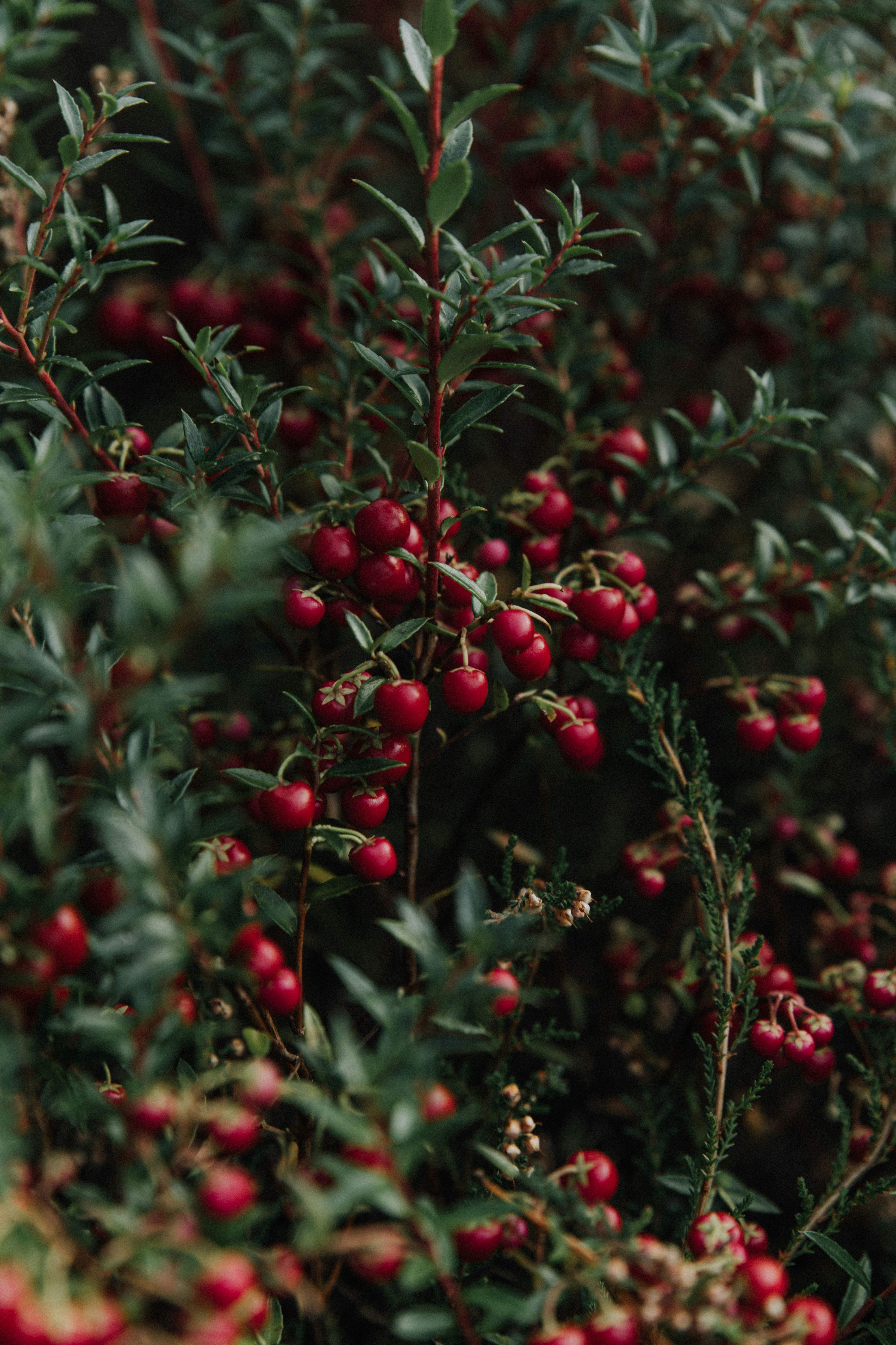 Photo by anitaaustvika