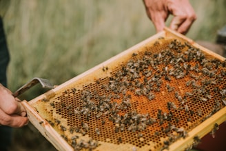 A close-up of a wooden beekeeping frame filled with honeycomb, being held by a person. There are numerous bees on the honeycomb, working and moving around.