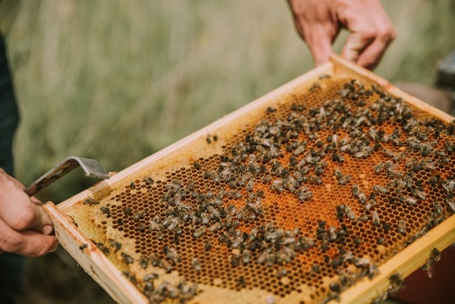 A close-up of a wooden beekeeping frame filled with honeycomb, being held by a person. There are numerous bees on the honeycomb, working and moving around.