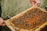 A close-up of a wooden beekeeping frame filled with honeycomb, being held by a person. There are numerous bees on the honeycomb, working and moving around.