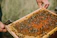 Close-up of a beekeeper's hands holding a honeycomb frame dripping with fresh honey.