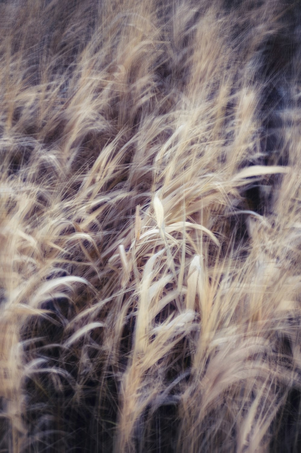 close up of a hairy hairy hairy animal