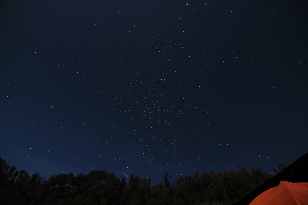 a starry night sky over trees