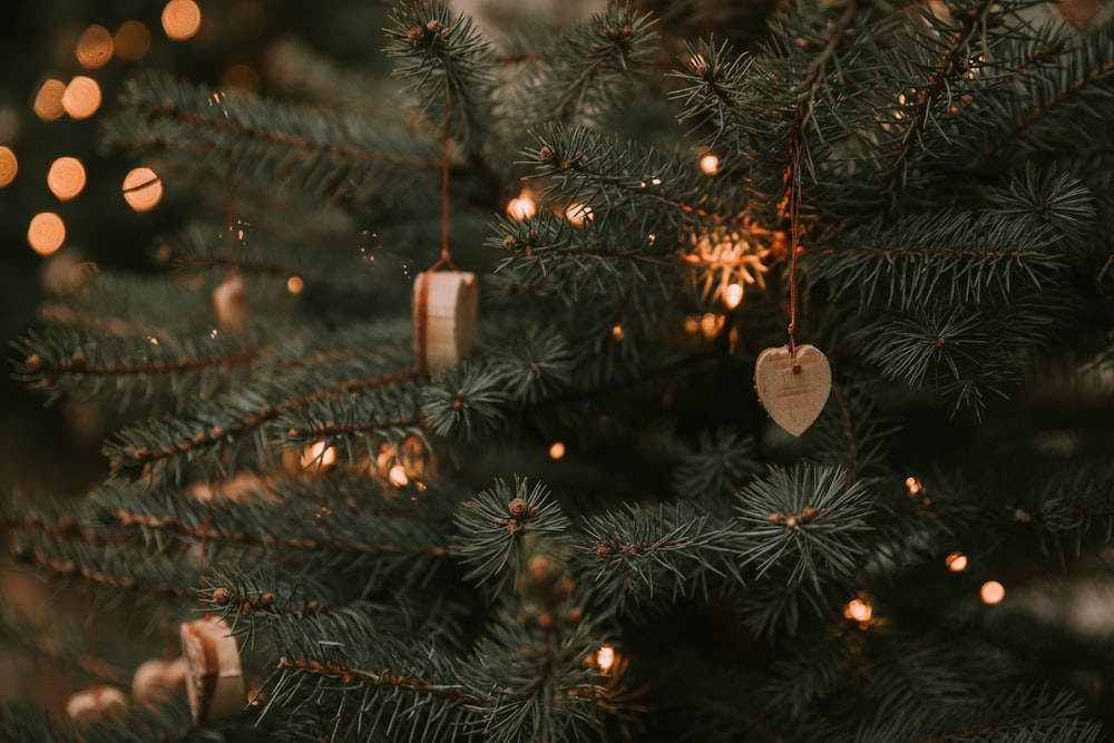 a tree with lights