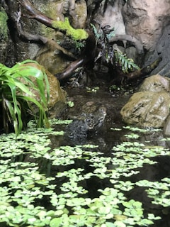 A small crocodile partially submerged in water with abundant floating green plants. Surrounding the water are rocks and lush vegetation, including ferns and moss, creating a natural and serene environment.