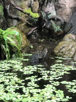 A small crocodile partially submerged in water with abundant floating green plants. Surrounding the water are rocks and lush vegetation, including ferns and moss, creating a natural and serene environment.