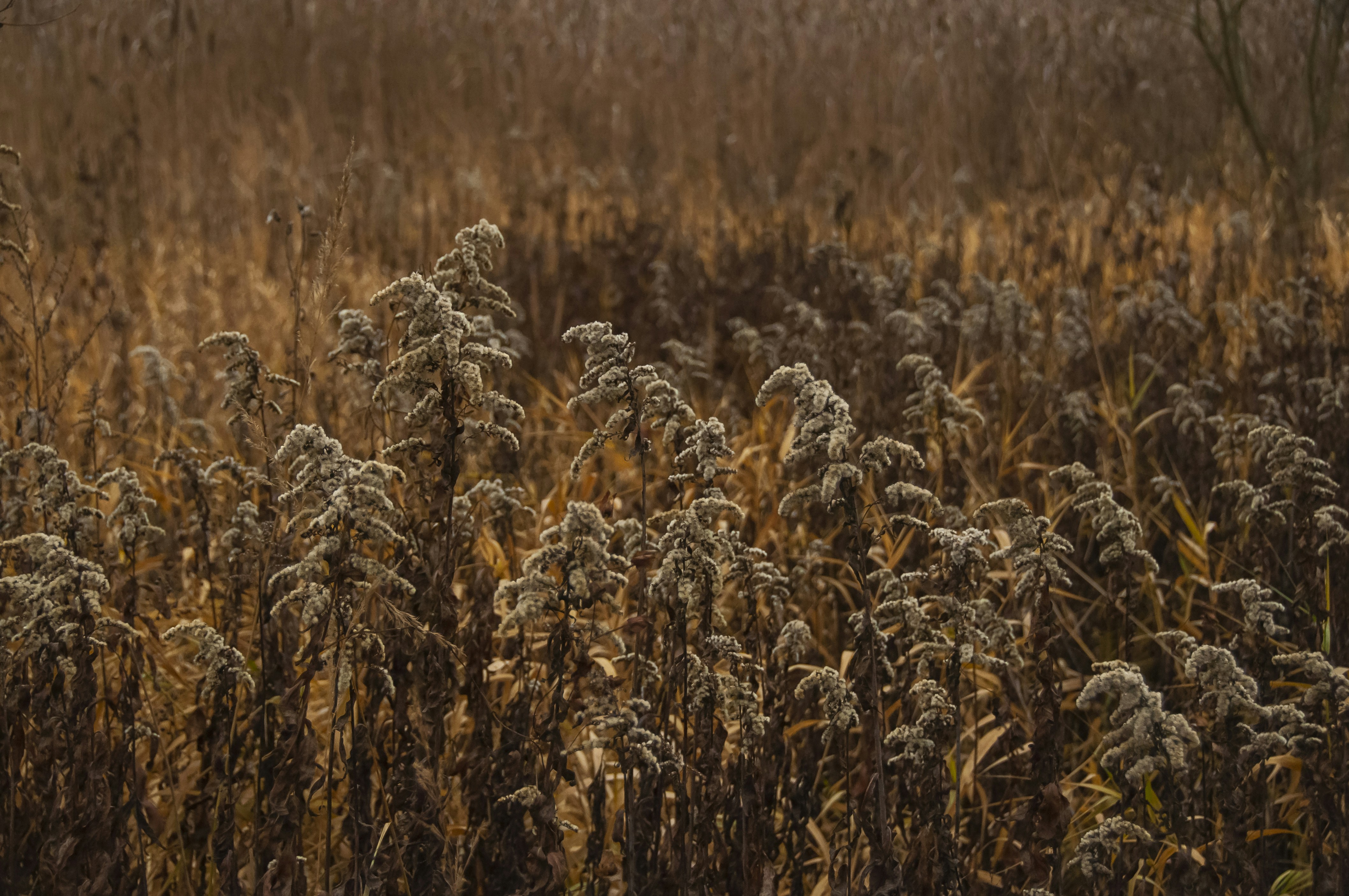 Photo by nikkitenkos