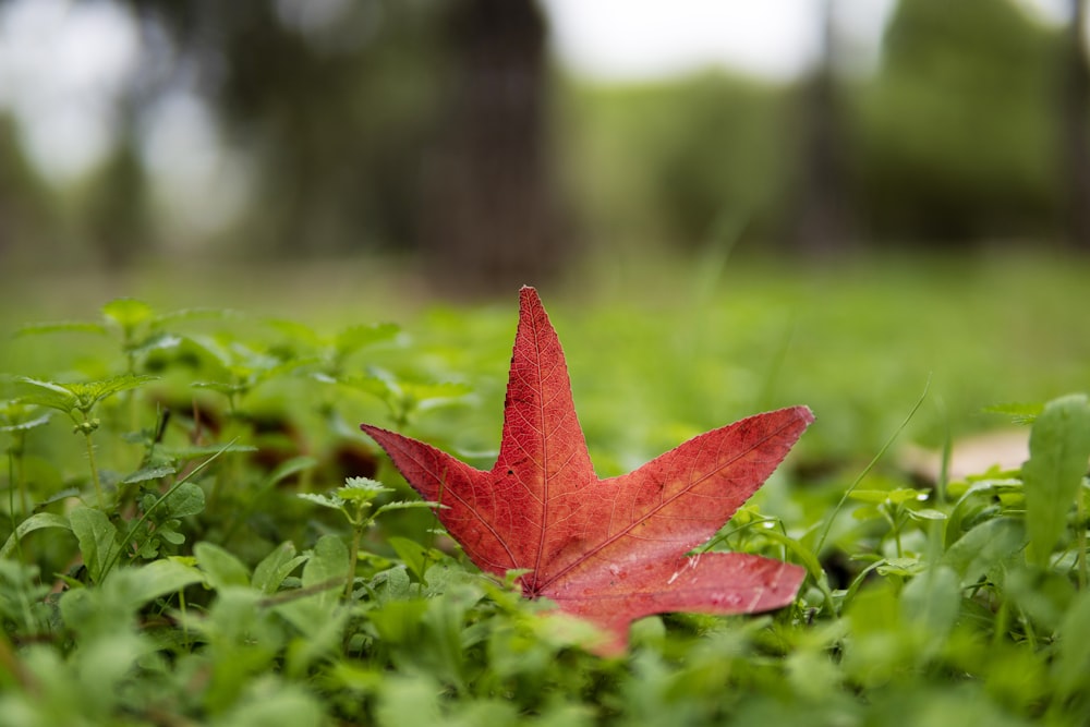 a red leaf on grass