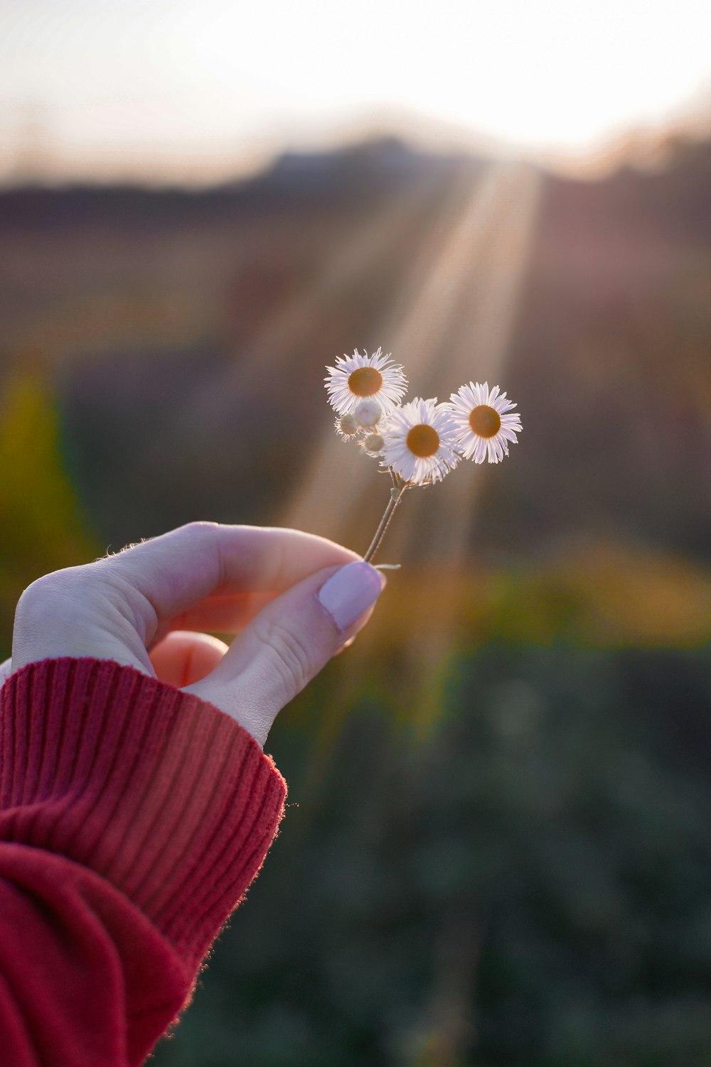 a hand holding a small white flower