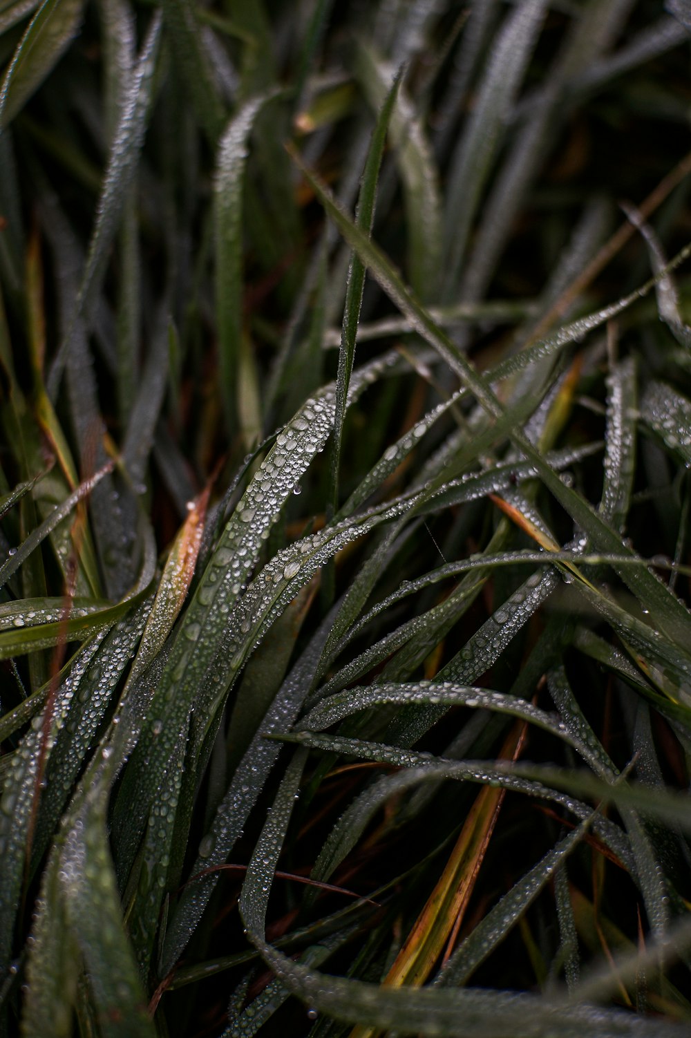 close up of a plant