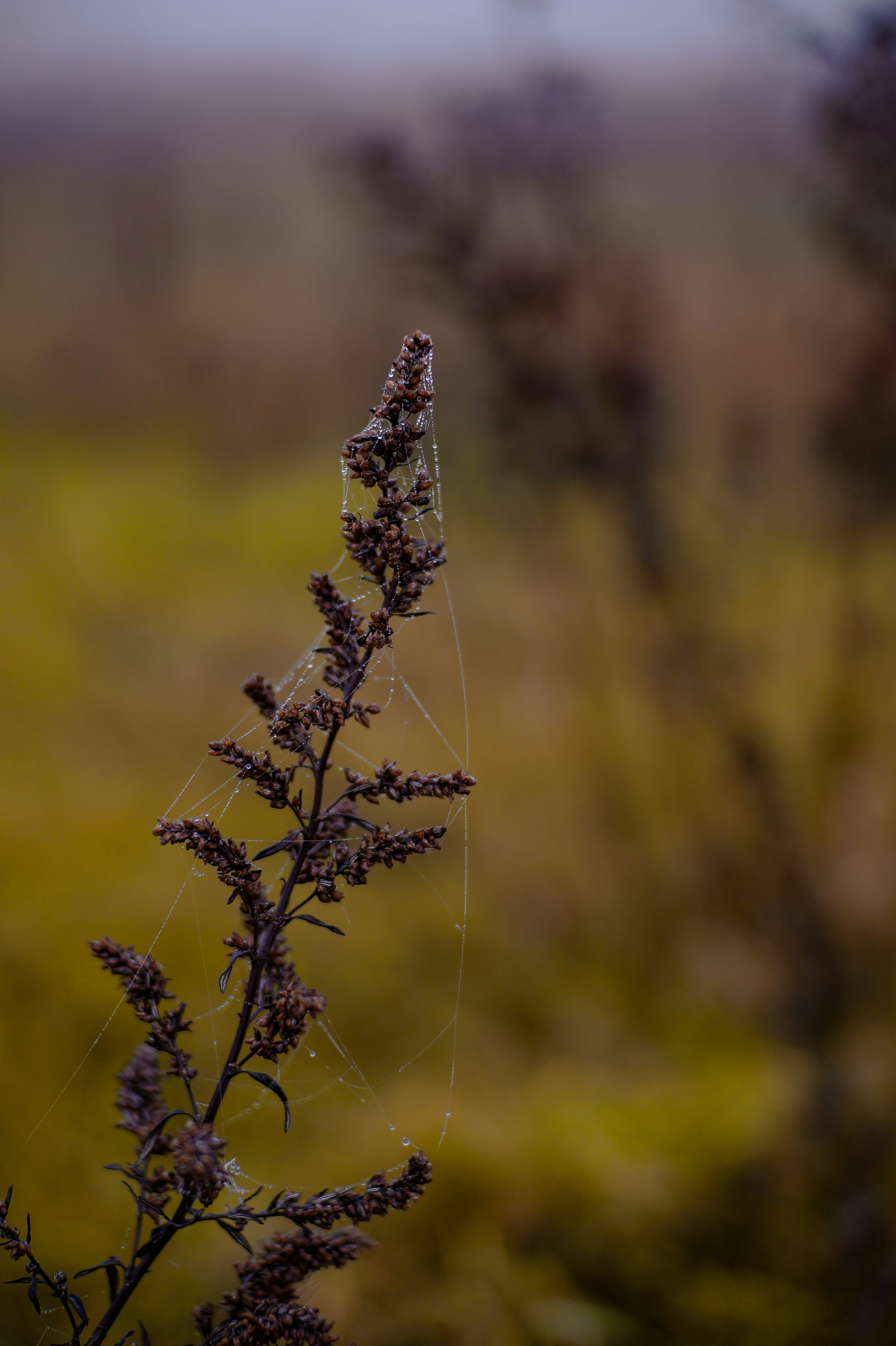 Photo by valentine_ivanova