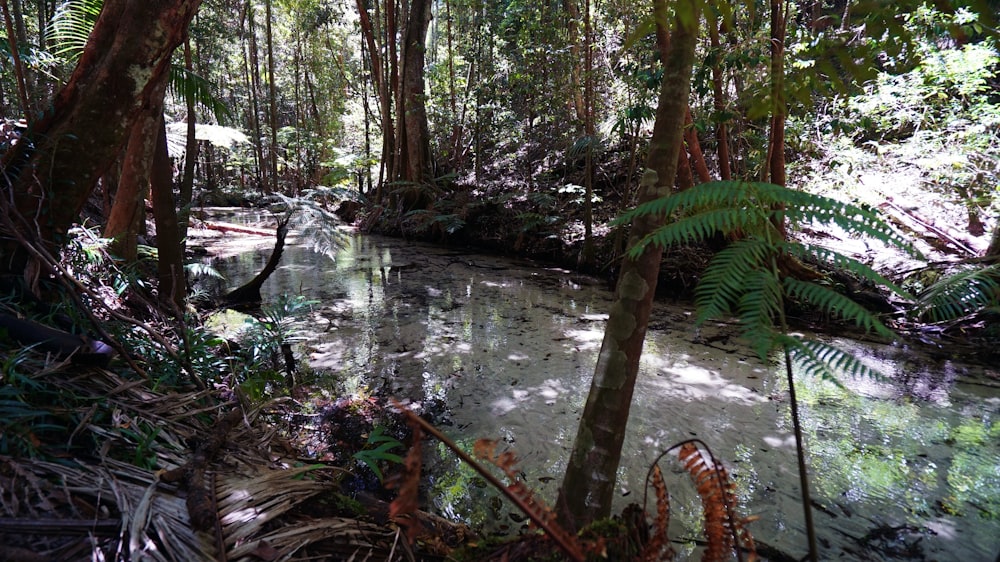 a stream in a forest