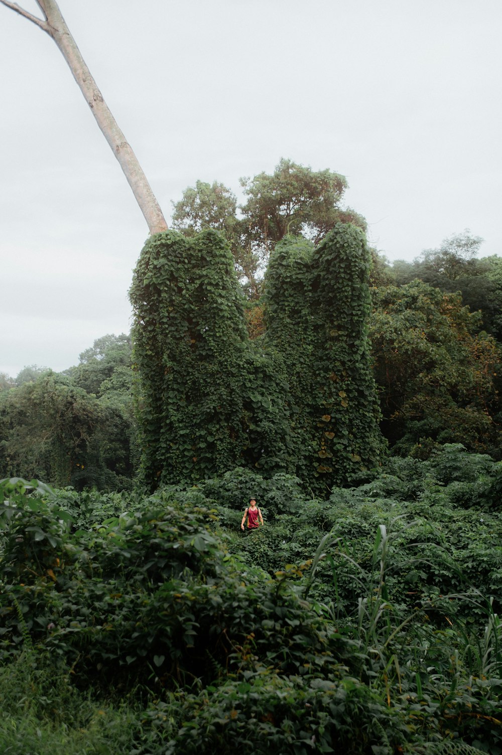 a person standing in a forest