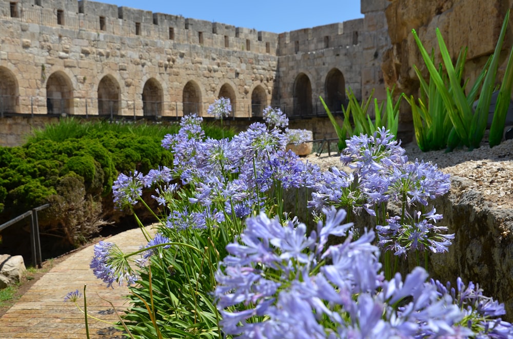 a garden with purple flowers