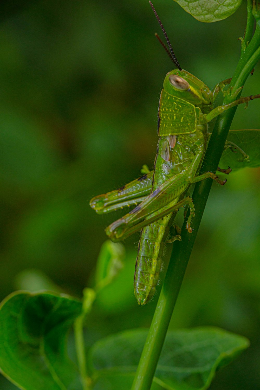 a green insect on a leaf